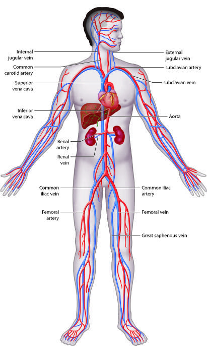 Cardiovascular System Feature Image