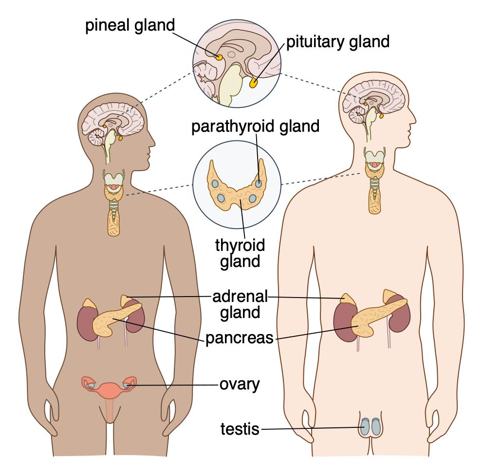 The Endocrine System Feature Image