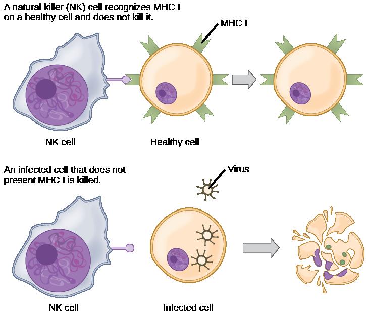 Exercise and the Immune System Feature Image
