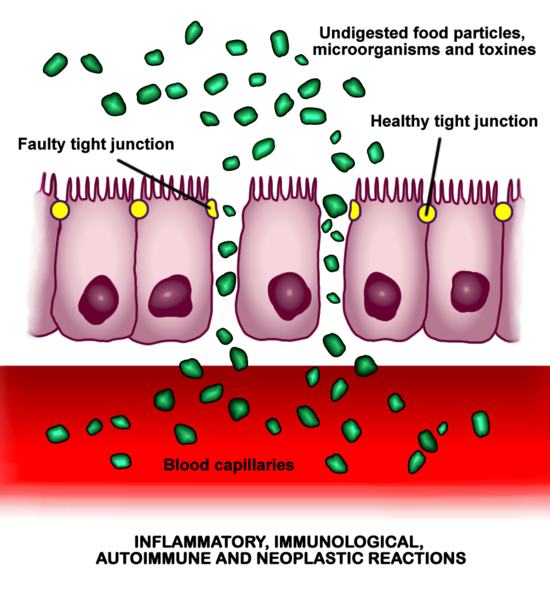 How Microbiota Benefit the Body Feature Image