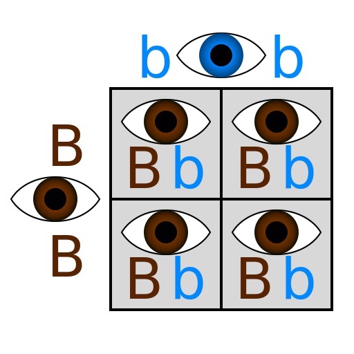 Mendelian Genetics: The Laws of Inheritance Feature Image