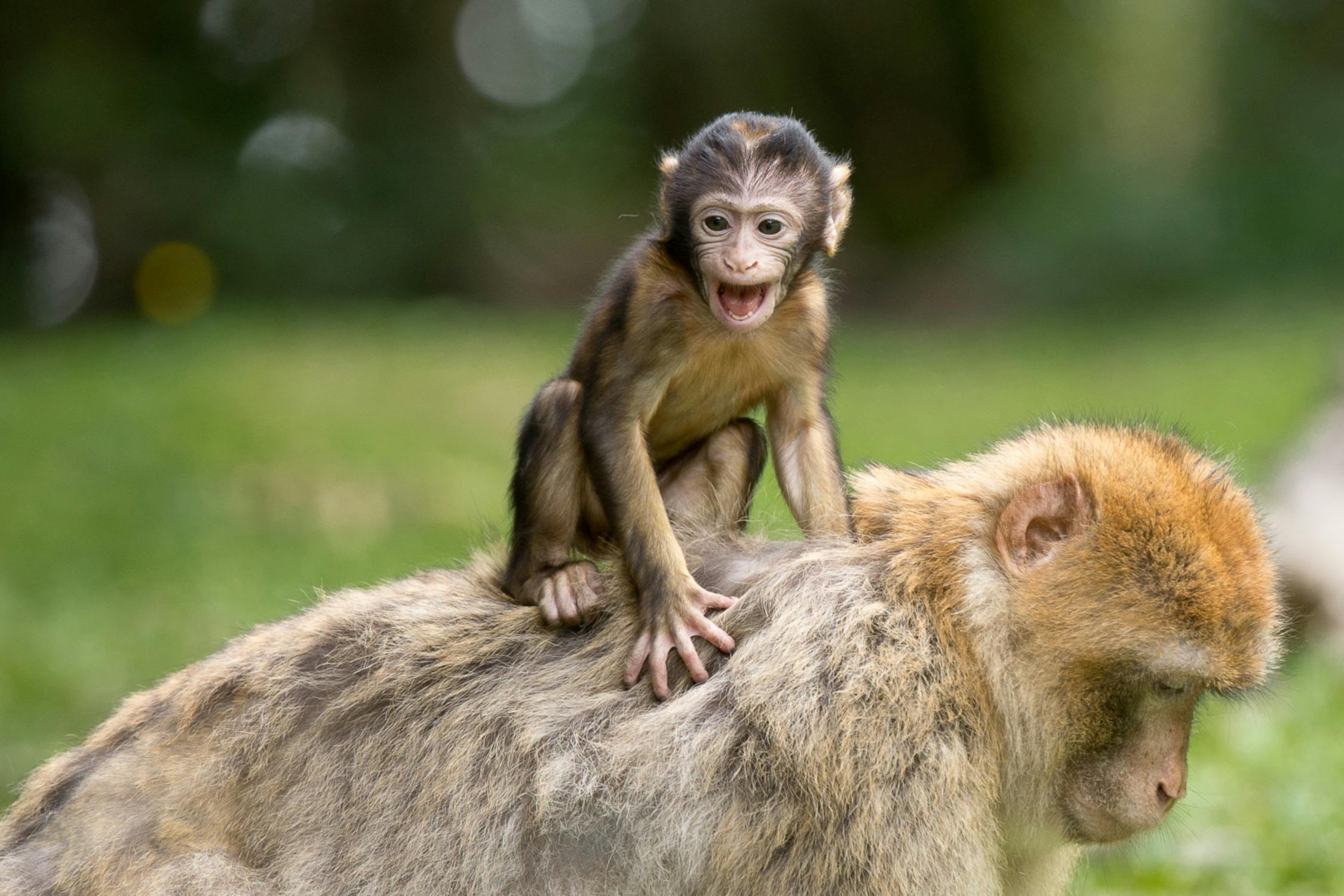 Do Animals Think? Feature Image