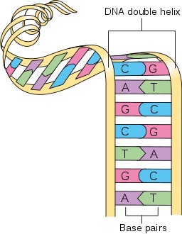 DNA, Genes, and Chromosomes Feature Image
