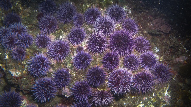 Ecological Niches and Adaptations Feature Image