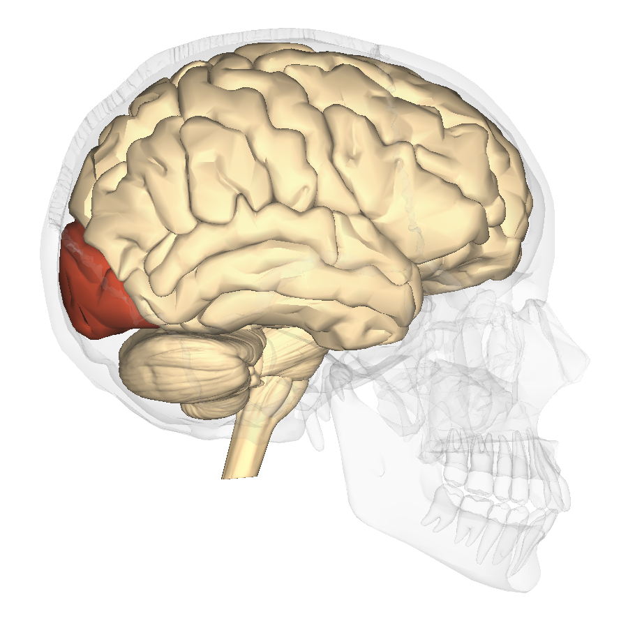 Human Visual Processing  Feature Image
