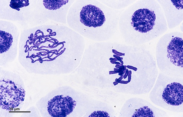 Genetic Testing: Techniques and Applications Feature Image