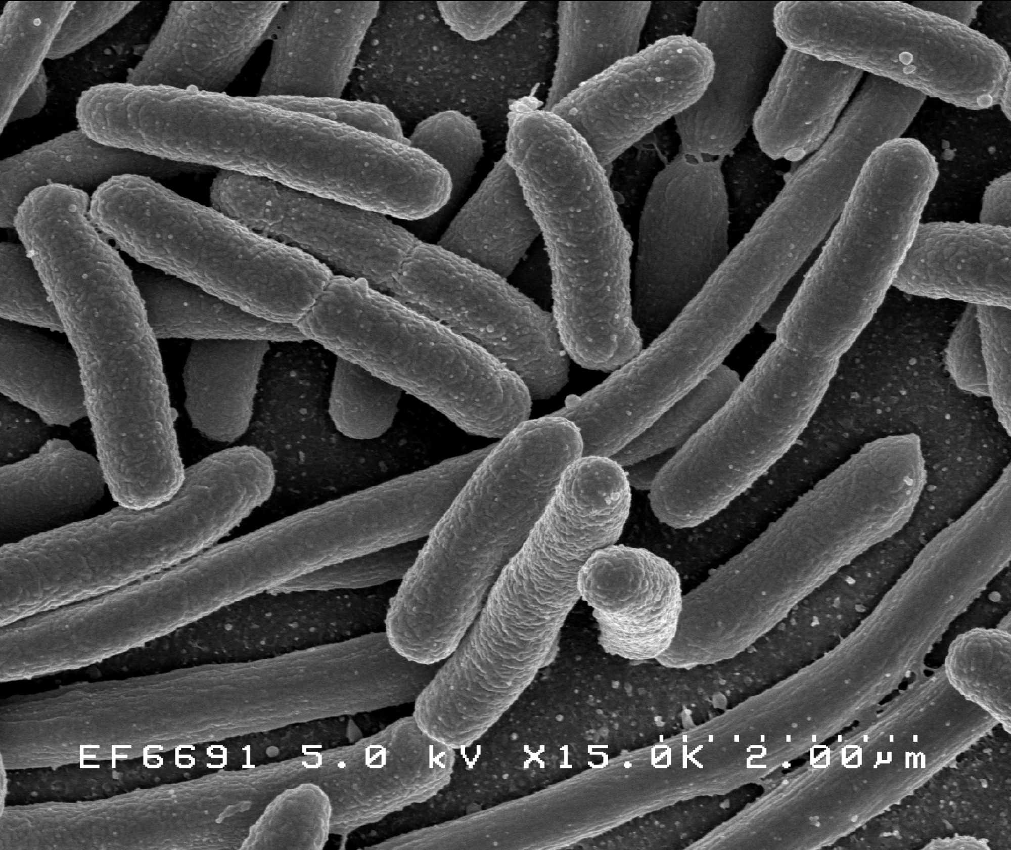 Meet Your Microbiome Feature Image