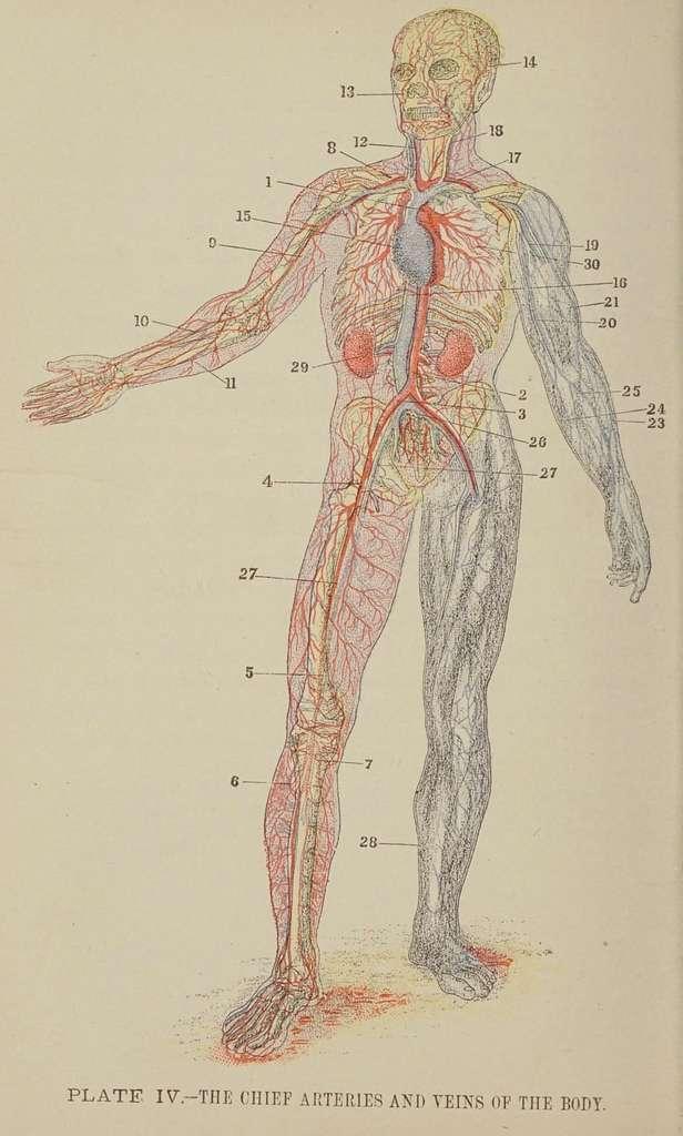 Introduction to Human Physiology Feature Image