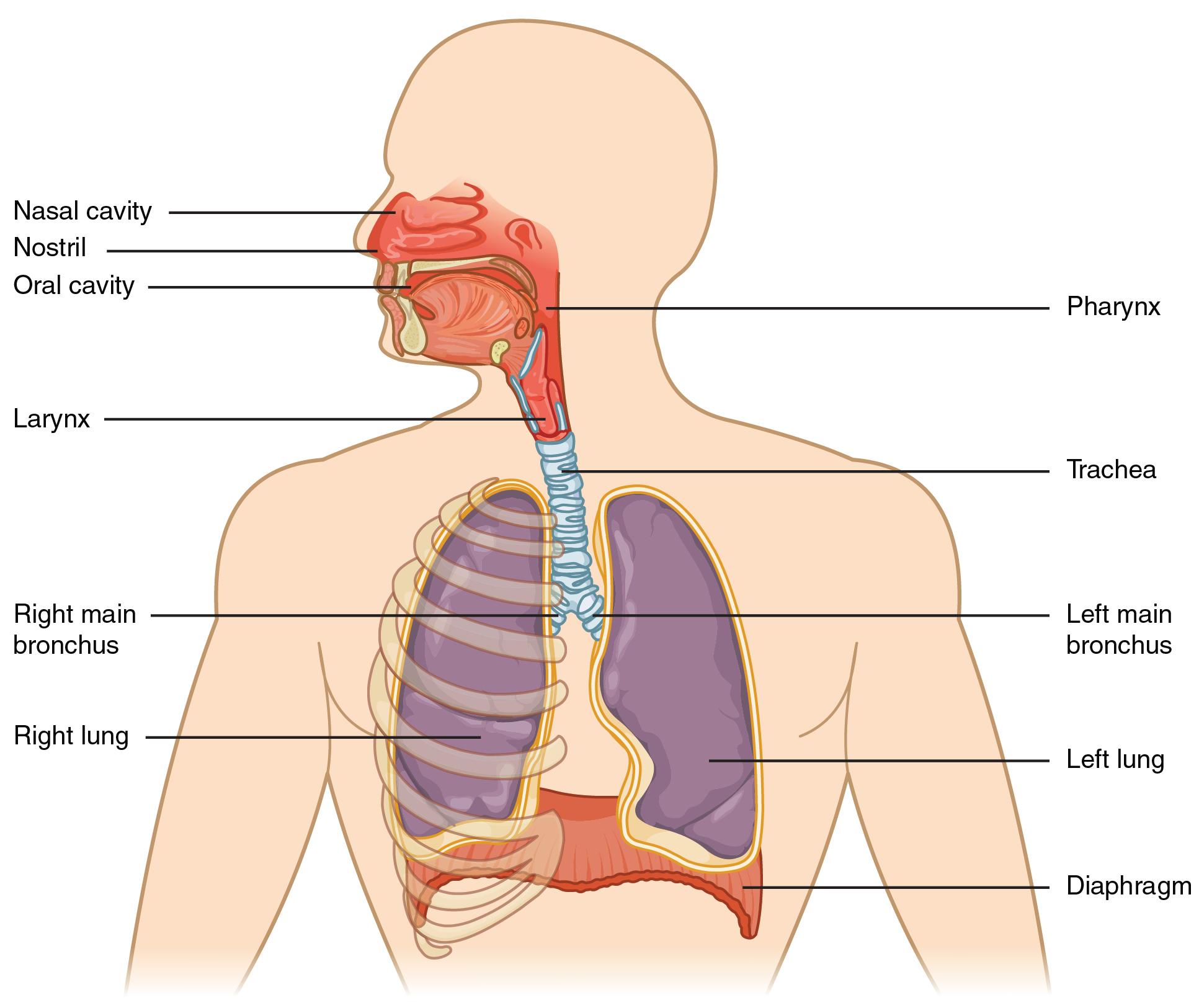 Exercise and the Respiratory System Feature Image