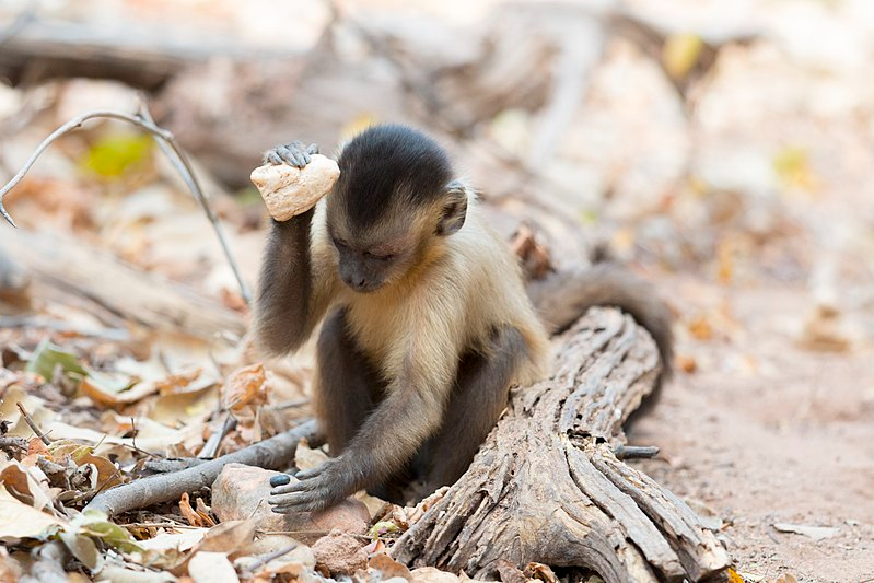 Do Animals Think? Feature Image