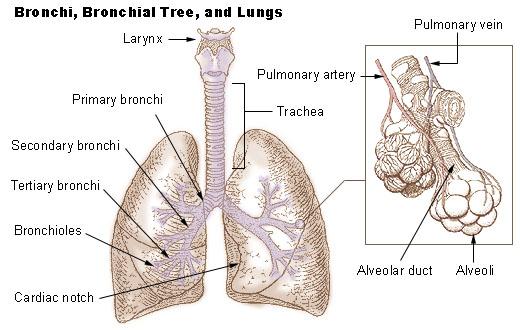 The Respiratory System Feature Image
