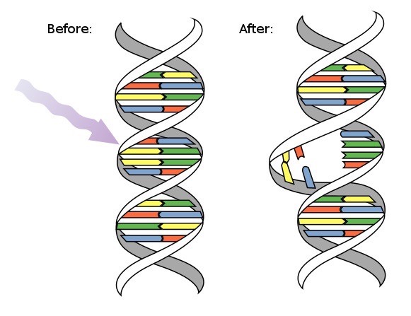 Genetic Variation: The Basis of Evolution Feature Image