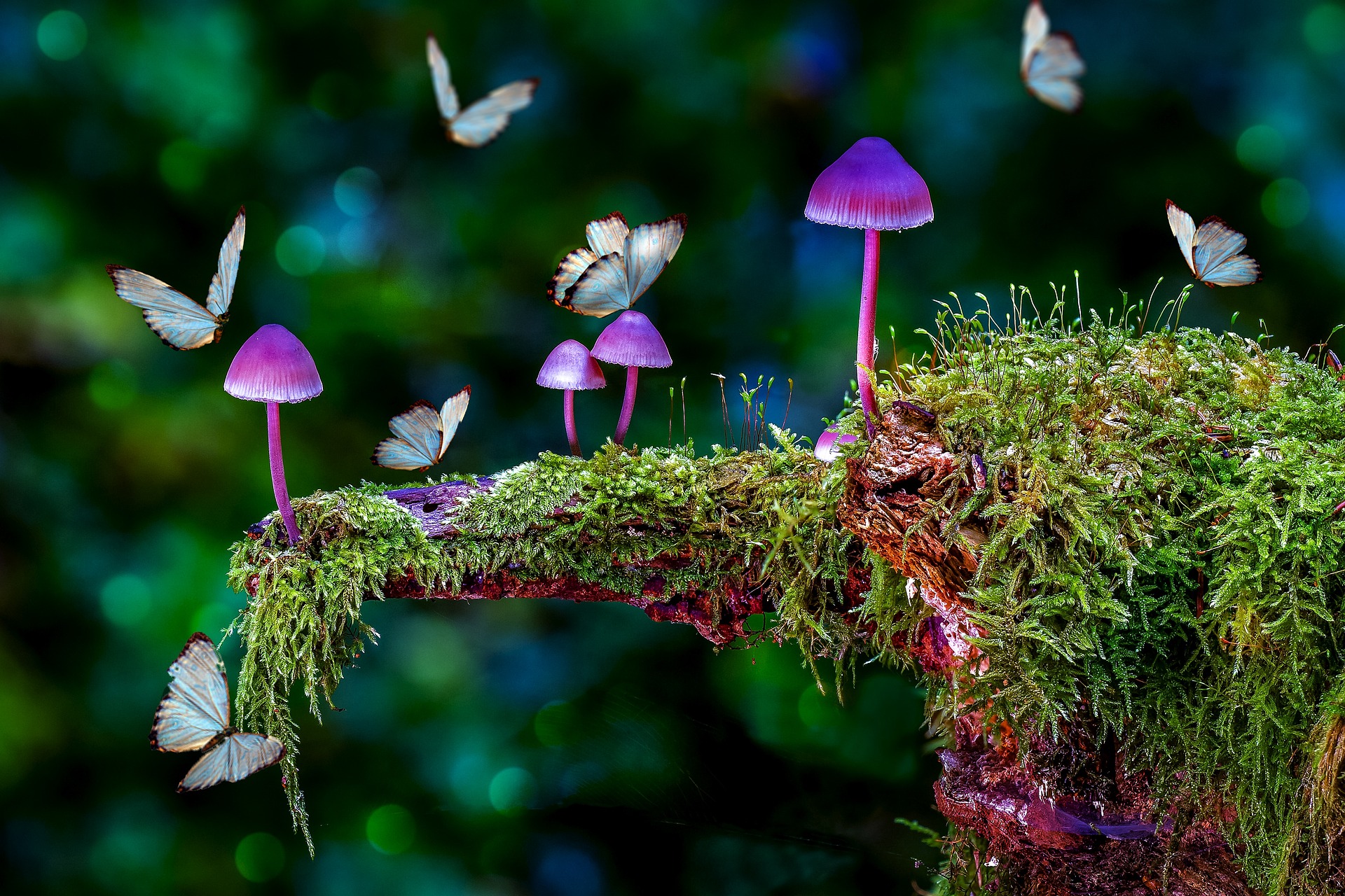 Types of Psychedelics Feature Image