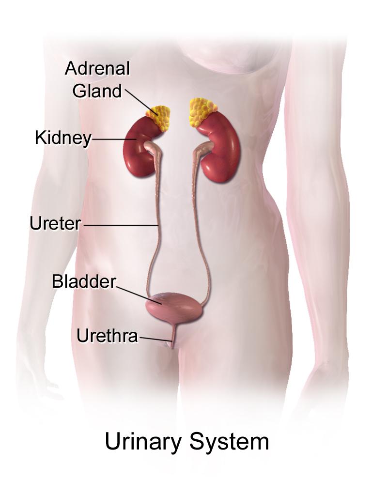 The Urinary System Feature Image