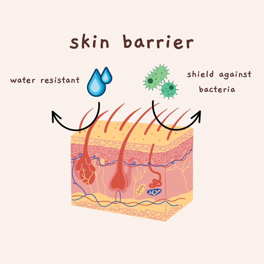 What Happens When The Skin Barrier Is Damaged? Feature Image