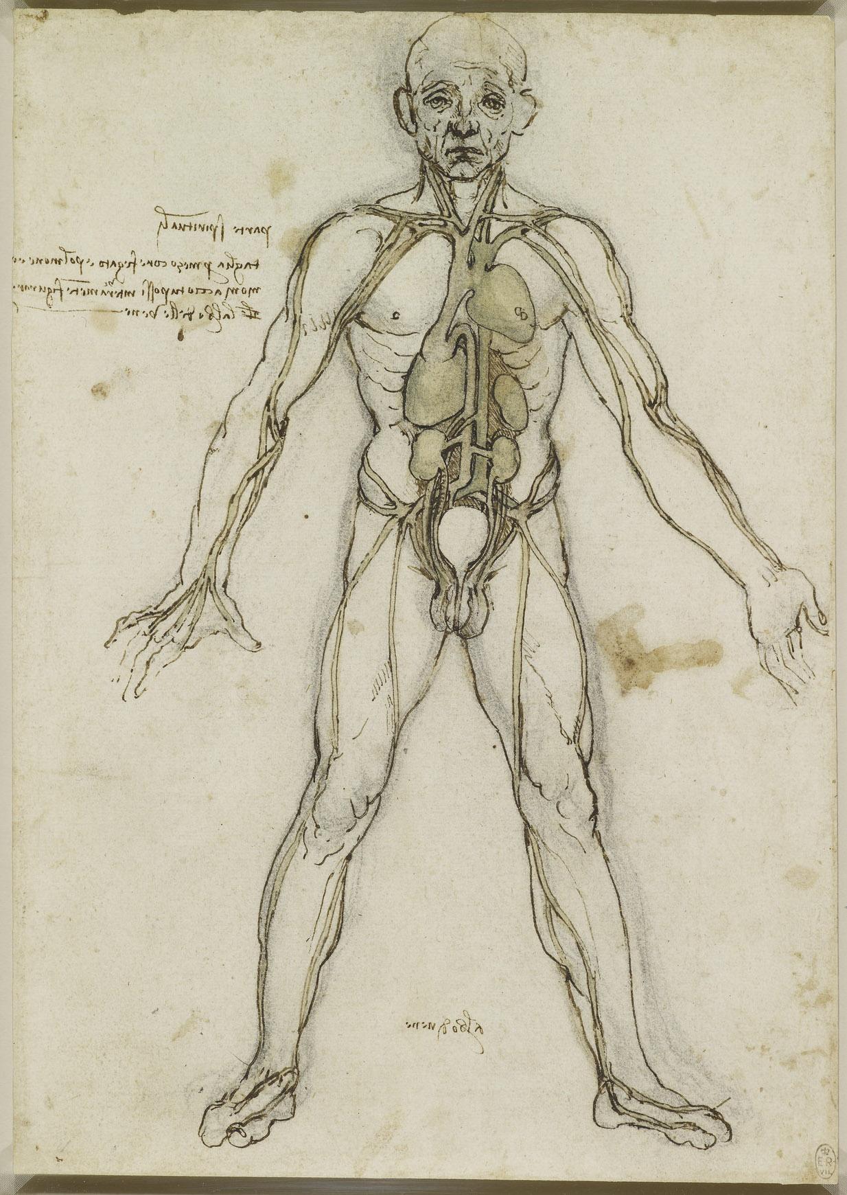 Anatomy and Proportion Feature Image