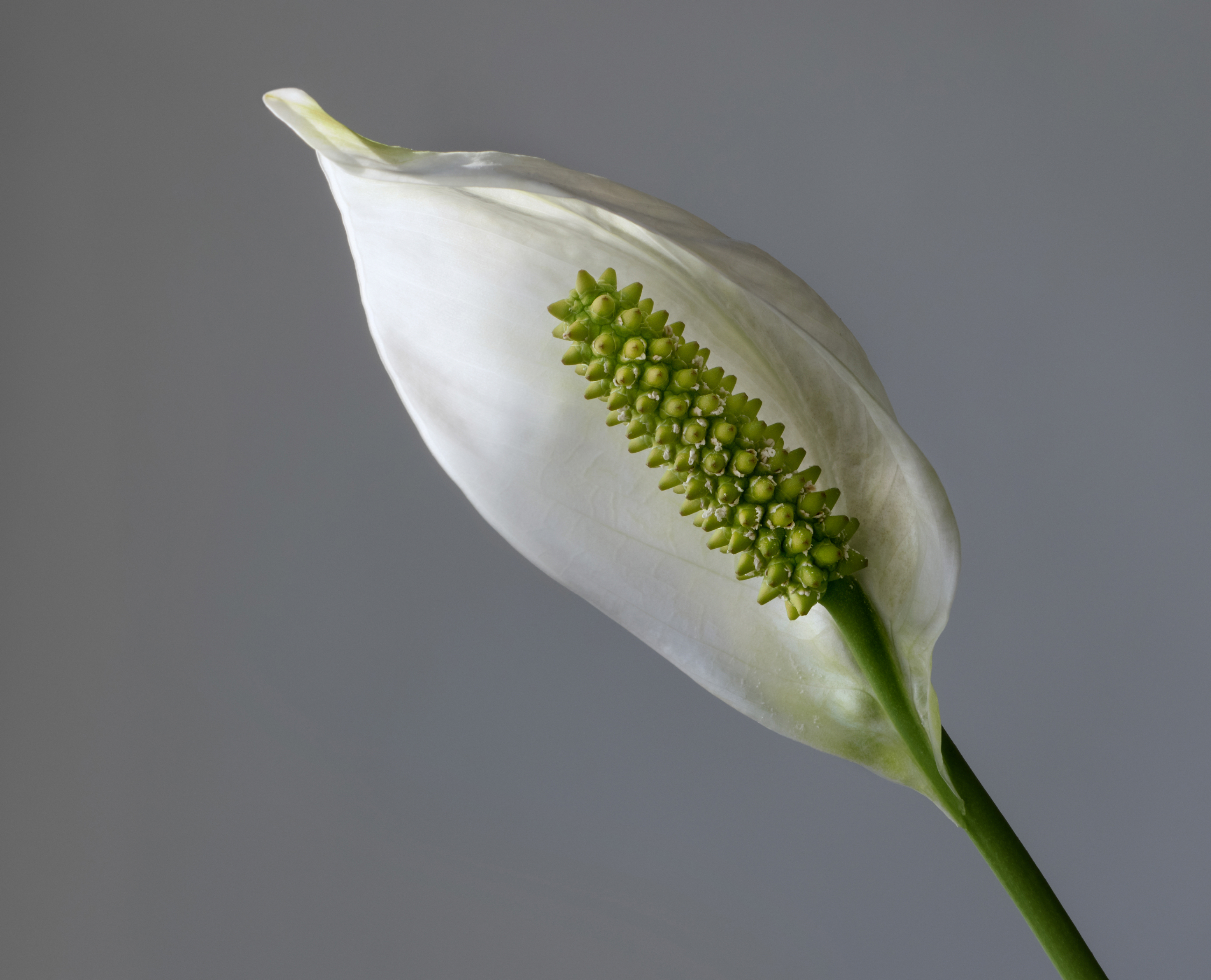 Indoor Gardening Feature Image
