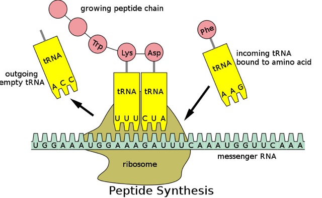 Gene Expression Feature Image
