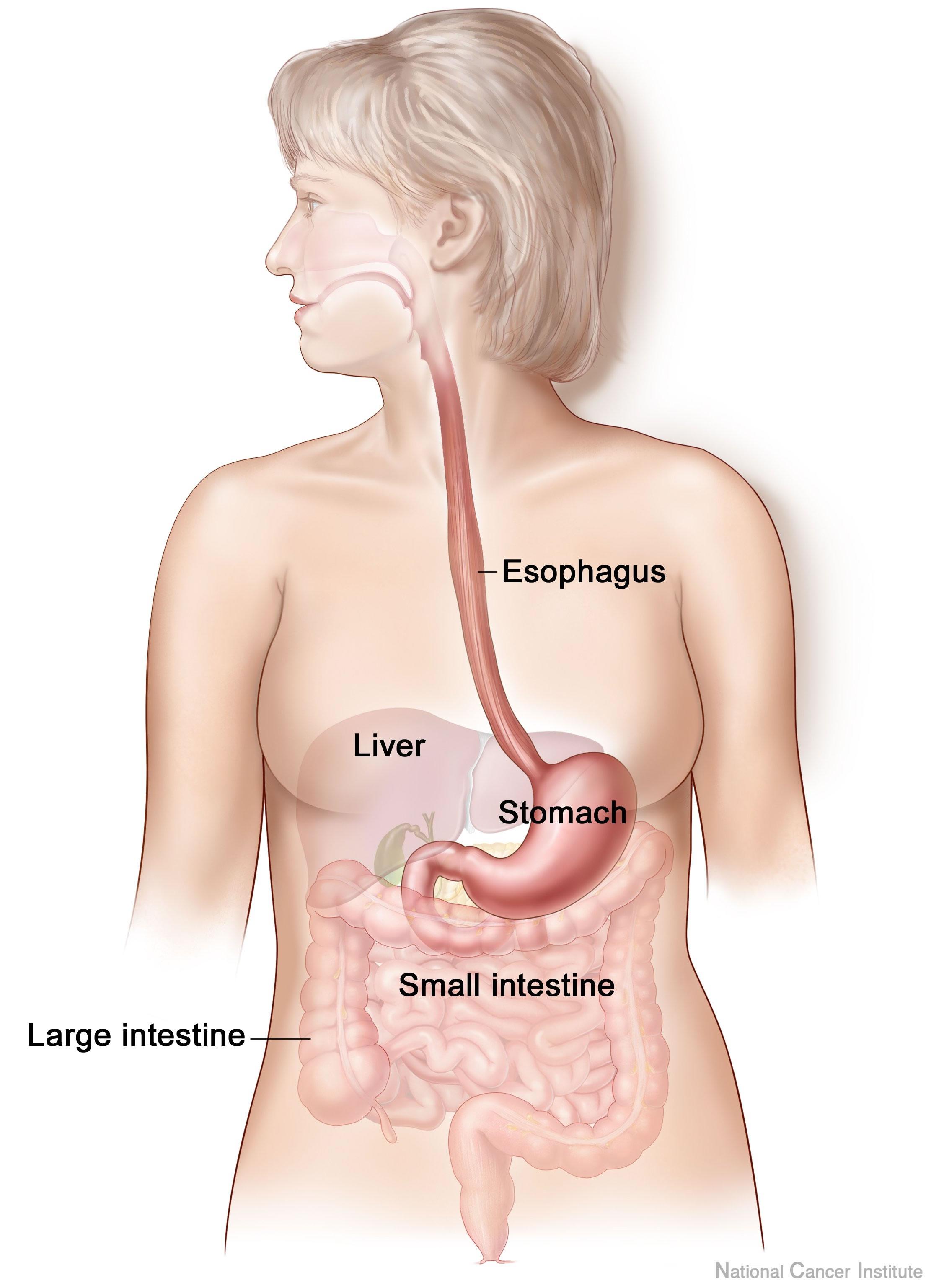 The Digestive System Feature Image