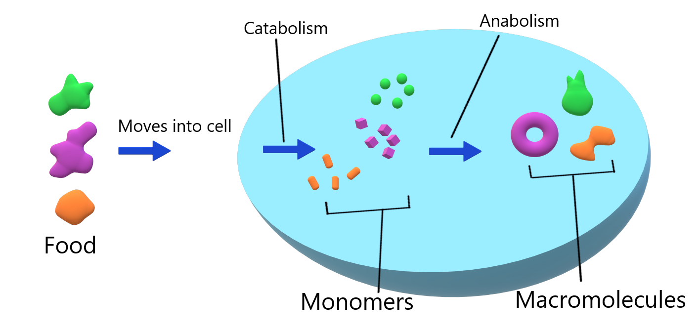 Metabolism Feature Image