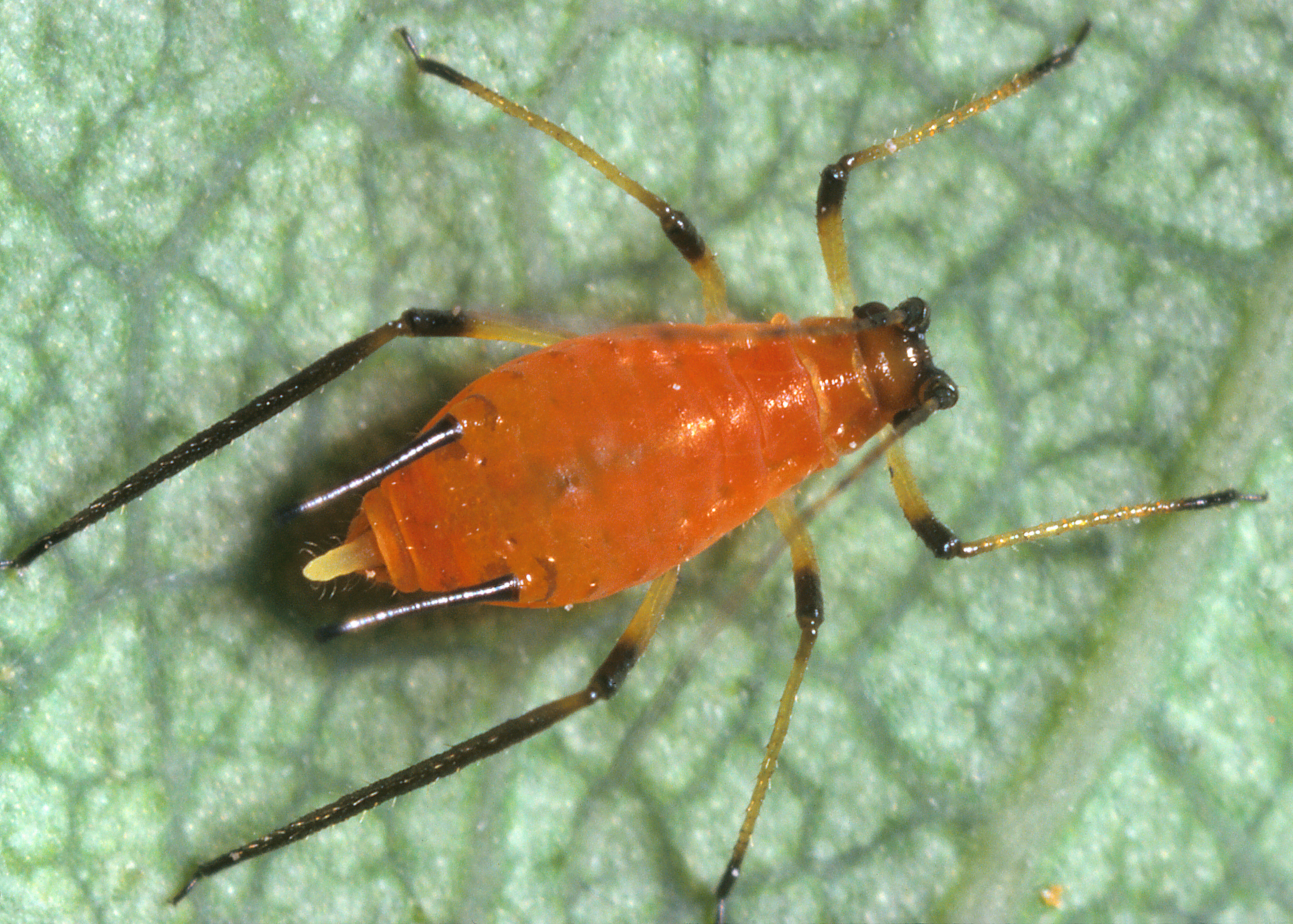 Pest Control Feature Image