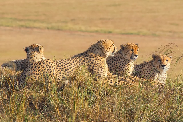 Biodiversity Feature Image
