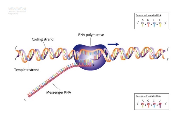 Gene Expression Feature Image
