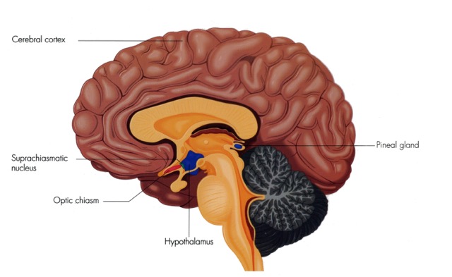 The Role of Circadian Rhythms in Sleep Regulation Feature Image