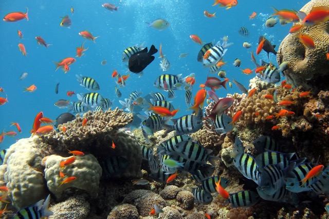 Biodiversity Feature Image