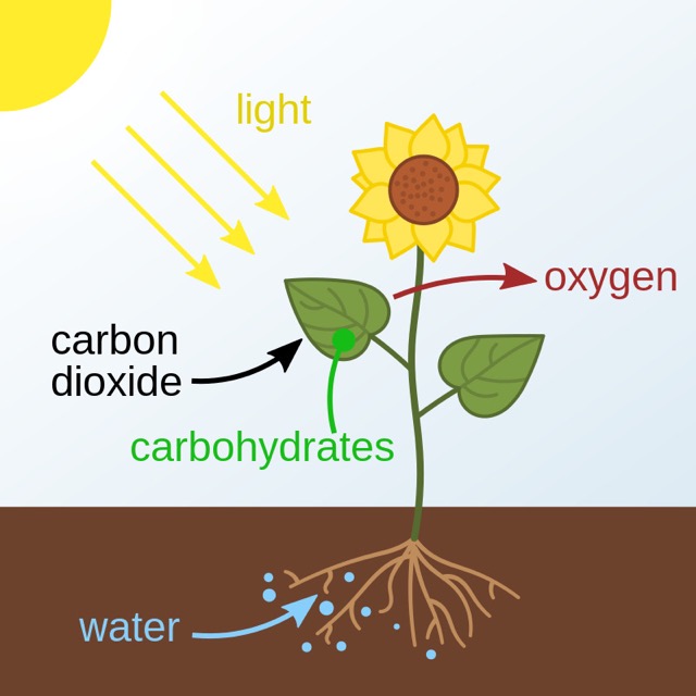 Ecosystems Feature Image