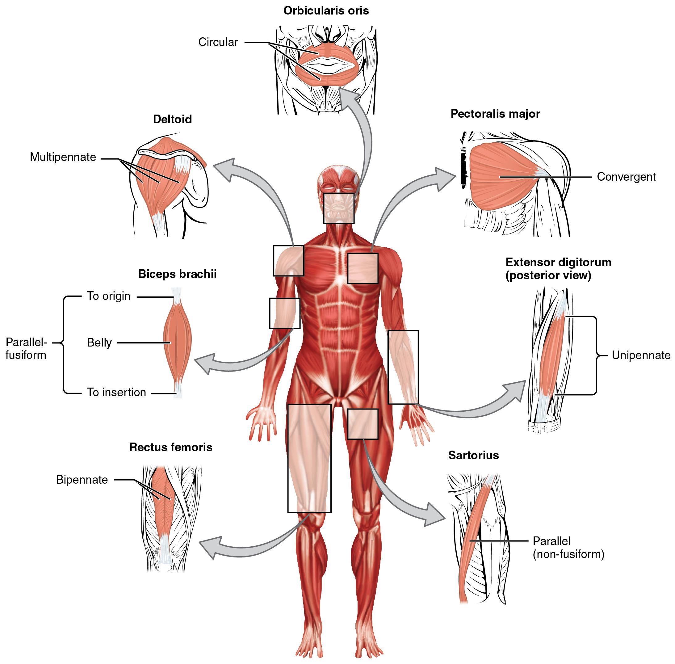 Muscular System Feature Image