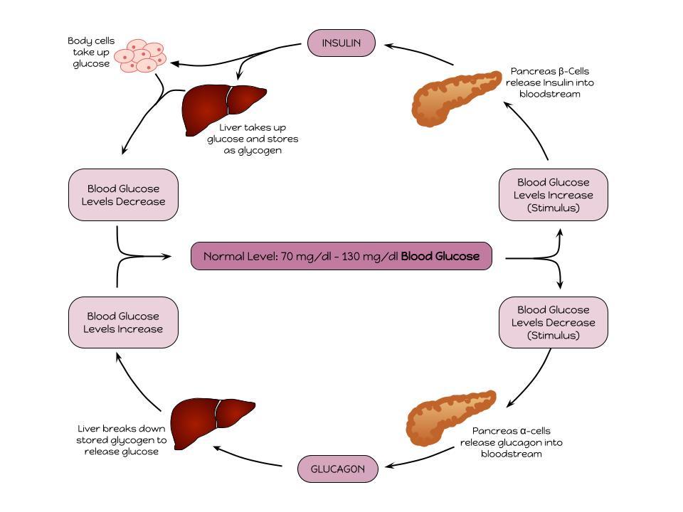 Exercise and the Endocrine System Feature Image
