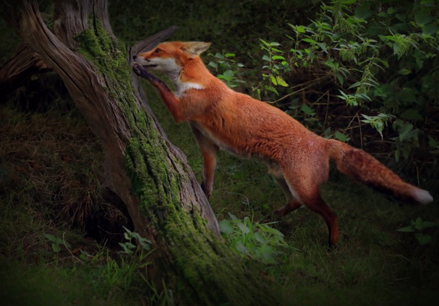 Community Ecology Feature Image