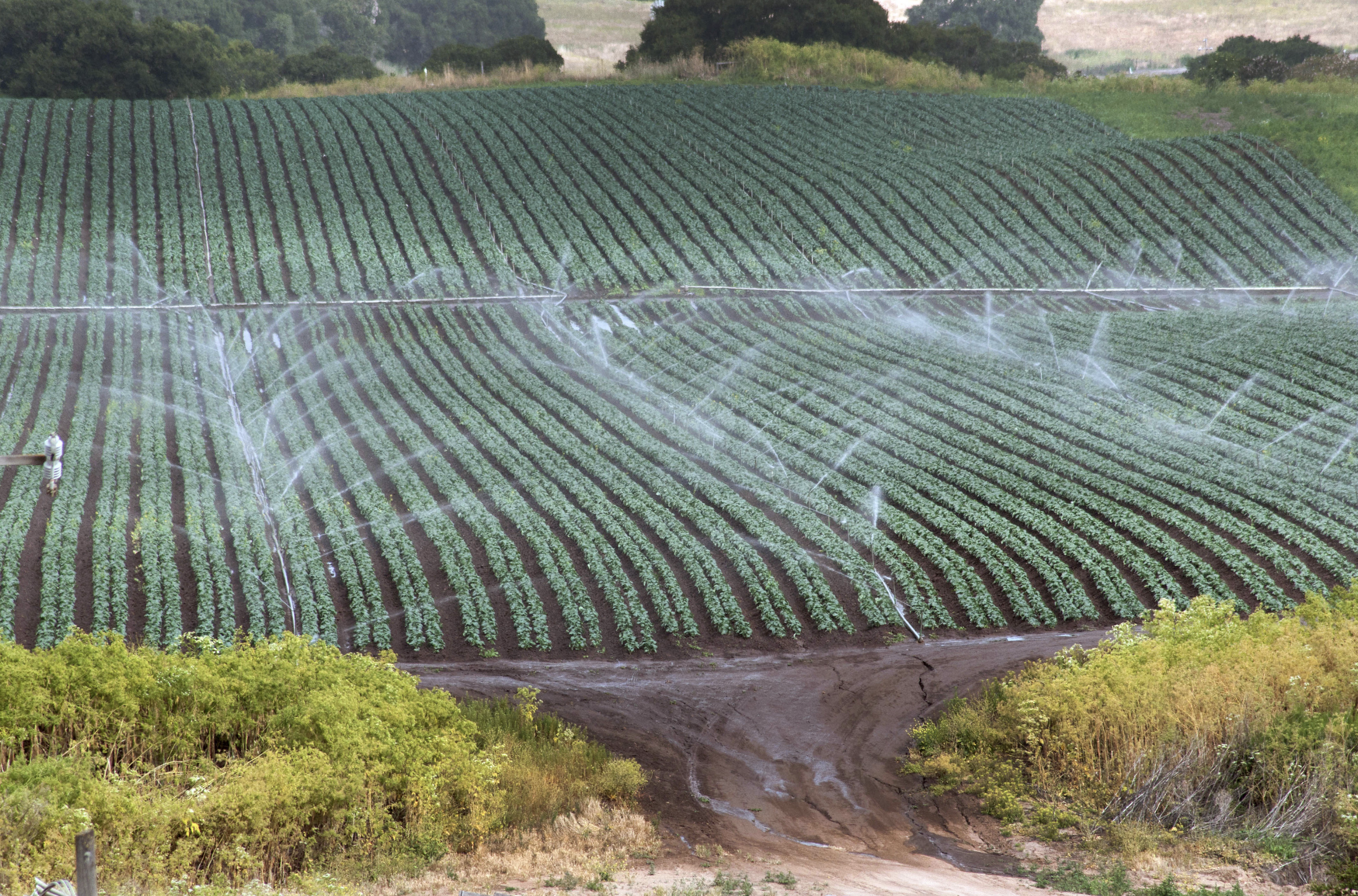 Plant Care Feature Image