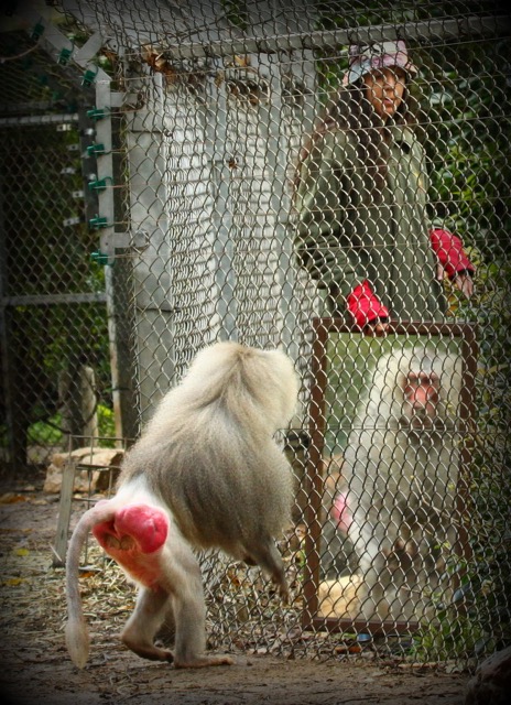 Animal Consciousness Feature Image