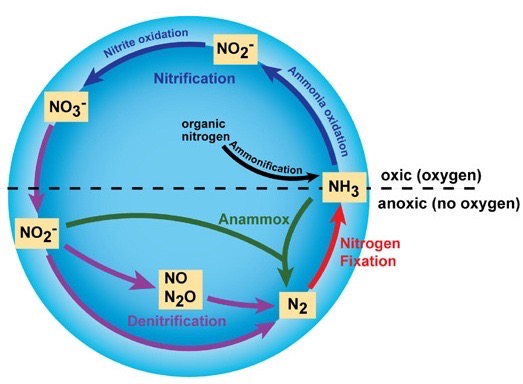 Biogeochemical Cycles Feature Image