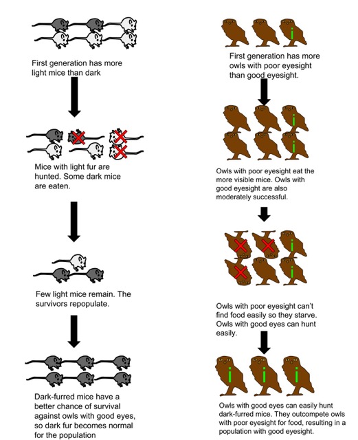 Genetic Variation: The Basis of Evolution Feature Image